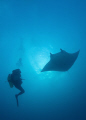   Diver meets manta  